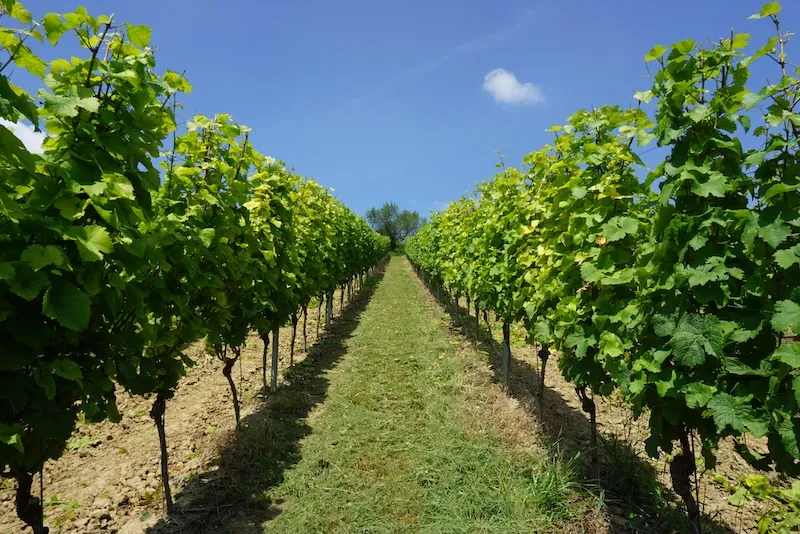 Two long rows of grapevines